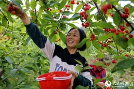 四川仁寿：樱桃映红笑脸，产业振兴乡村图片