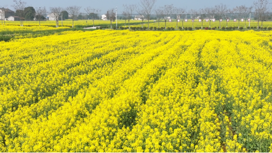 藏不住了！荆州八岭山油菜花海进入盛花期！