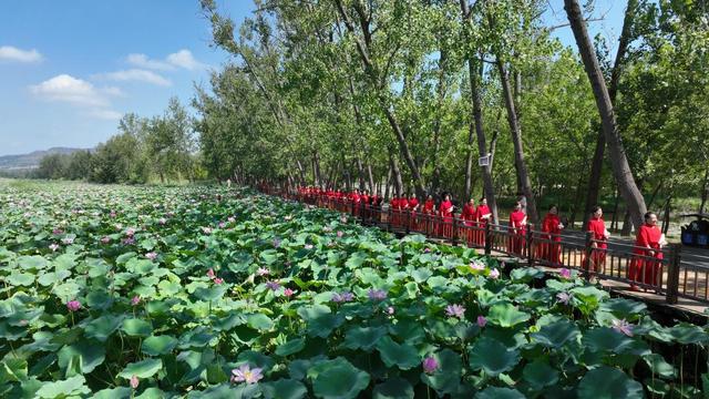 滕州：荷香氤氲双城 碧波荡漾新篇