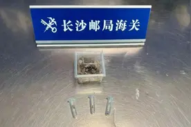 长沙邮局海关查获新型“异宠”熊猫王鼠妇图片