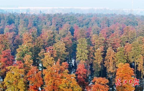 涨渡湖湿地森林公园层林尽染
