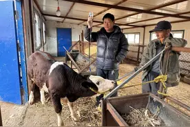 给牛接生、掏牛屁股、修牛蹄……这位兽医被千万粉丝“催更”图片