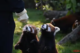 成都动物园再添3类新成员，其中之一还是“国宝”→图片