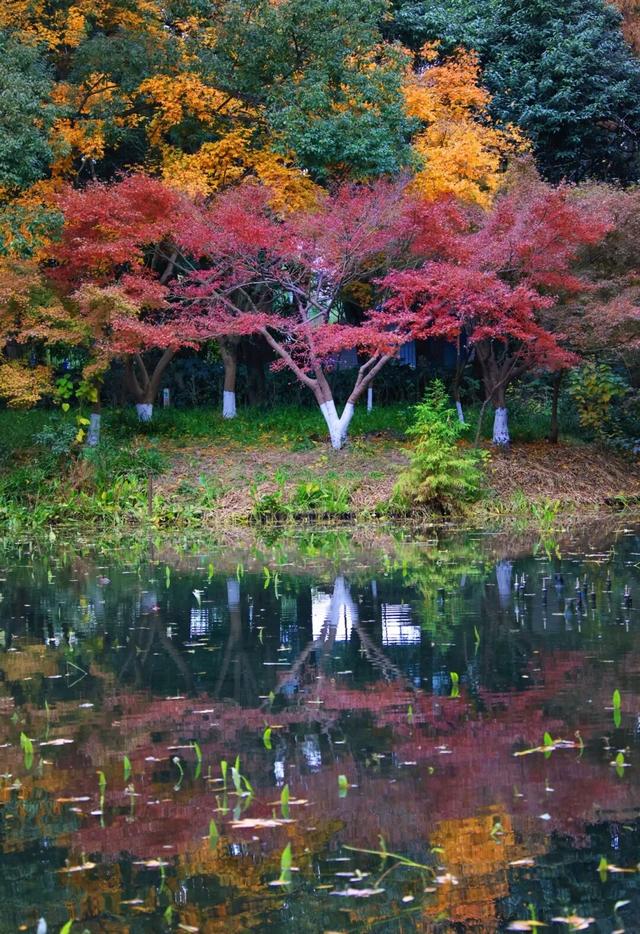 魔都顶流公园免费逛！“莫奈花园”秋色上新→