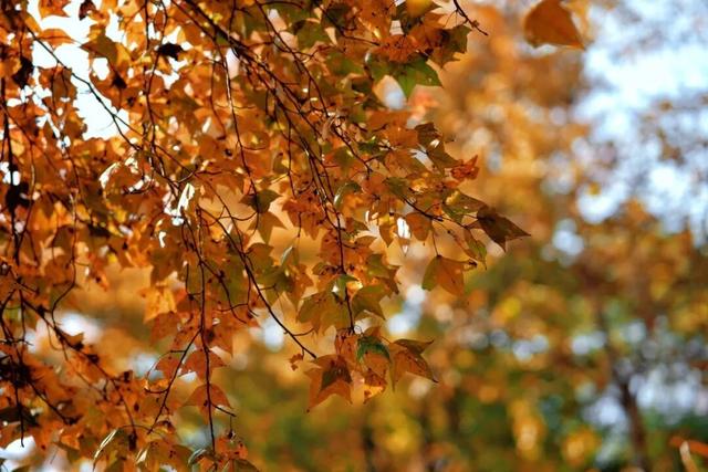 福安枫叶“封神”！宝藏打卡地又＋1