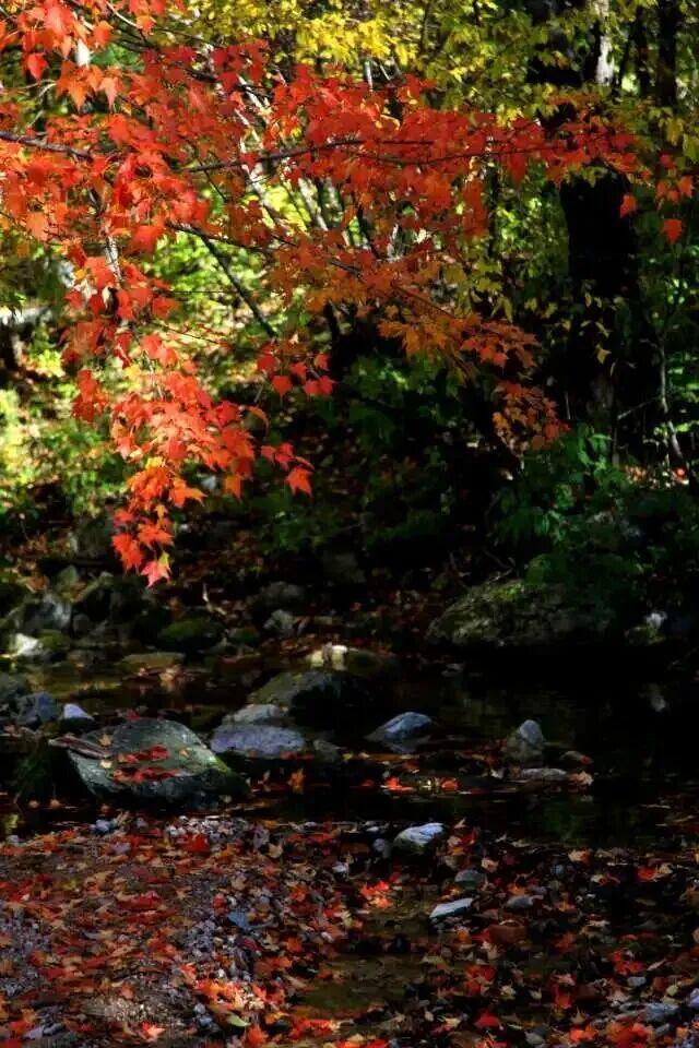 冉冉秋光色，今日又重阳！快用一场登高赏景晒一晒潮湿的心情~