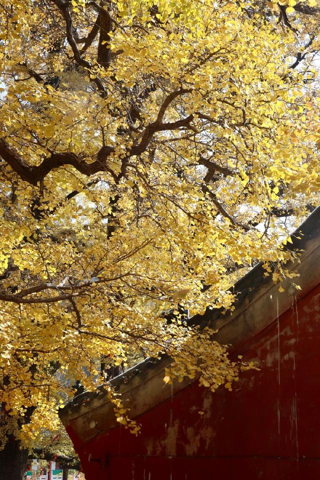 鲁山千年银杏“披金甲” 金秋盛景引客来