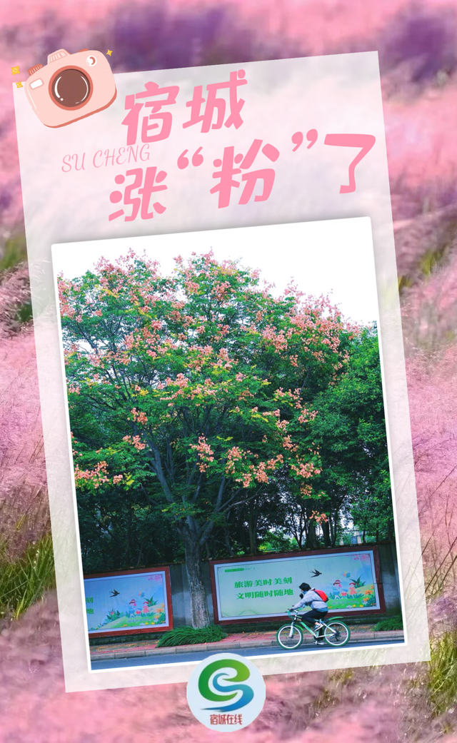 心动！宿城又涨“粉”了