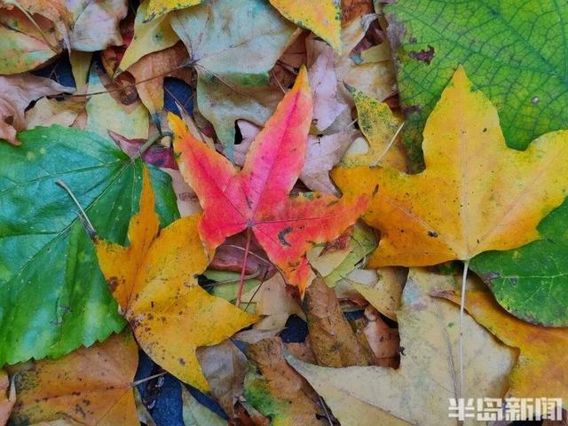 青岛八大关，乌泱泱的人为一件事而来！一款“魔法帽”火了！现场照片→