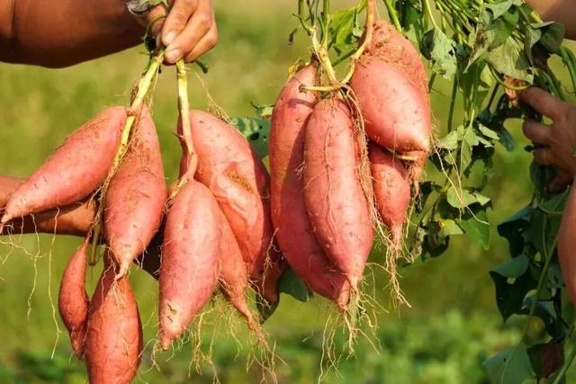 总是会反复爱上潍坊的秋天！