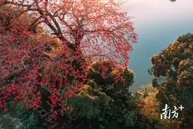 多图｜最美人间三月天，惠州无处不飞花图片