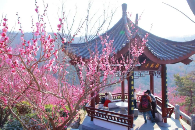 连云港的春天，正在被花与鲜重新定义