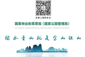 从塞罕坝机械林场到雄安新区千年秀林 燕赵大地 枝繁叶茂图片