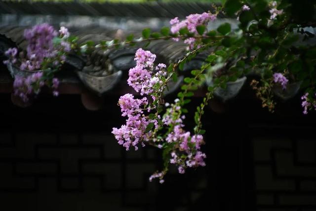 紫薇花盛放！上海这个古典园林盛夏满庭芳→
