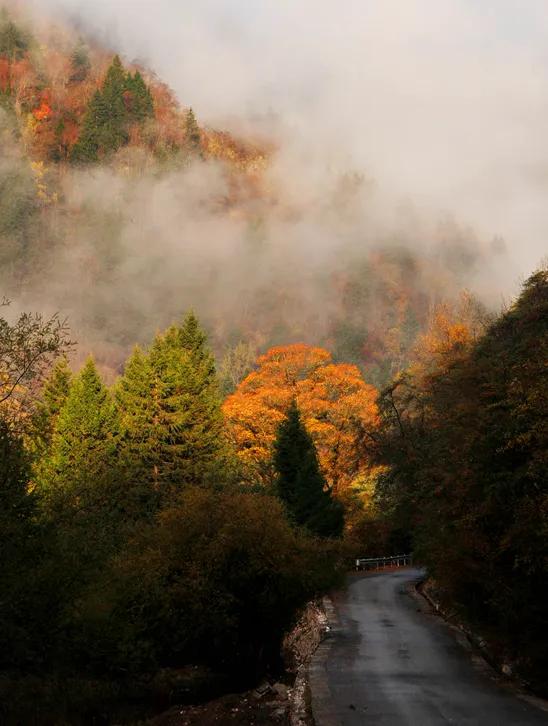 青睐绵阳 ‖ 雪山彩林上线!去平武王朗赴一场金秋视觉盛宴~