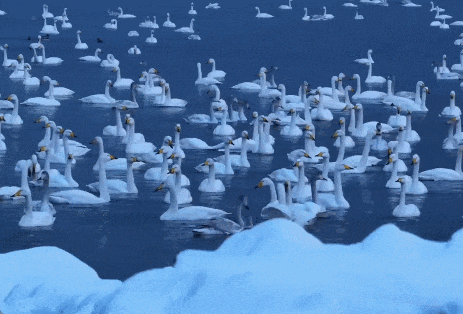 烟台、威海出圈了！网友：“这就是‘雪窝子’的含金量”