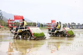 铁牛战春耕 清远百亿丝苗启新程图片