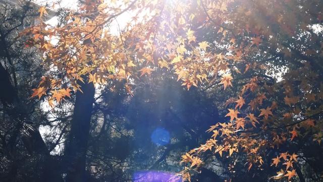 红的黄的绿的！天气这么好，来这些地方看看闵行的秋天吧~