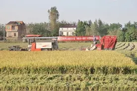 水稻秸秆变脆为哪般？图片