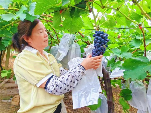 修武初秋采摘 | 葡萄甜、蟠桃香，抓住夏天的尾巴！