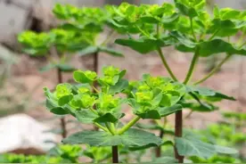 春分‖沂蒙本草：远志、泽漆、猫儿眼图片