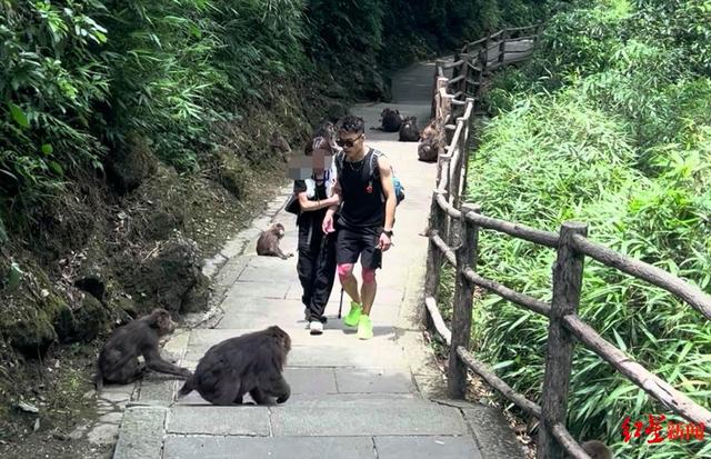 揭秘峨眉山陪爬团队：九成游客为女性
