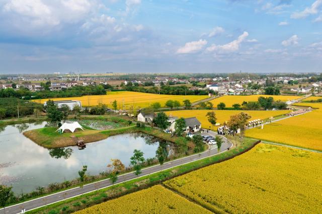 美哭！扬州稻田绝美秋景别错过～