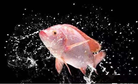 央视大片《珠江》里的花都⑤：山水滋养的田园至味