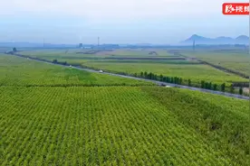 一枝一叶总关情⑤ 丨广西壮族自治区来宾市 ：一根甘蔗，撬起万家“甜蜜”图片