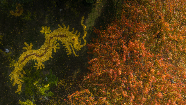 落叶缓扫，诗意长留！彭州的秋天被“绣”在了大地上