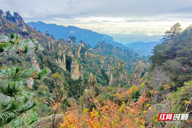 张家界天子山景区迎入冬首场雾凇 彩叶雾凇相映成画醉游人