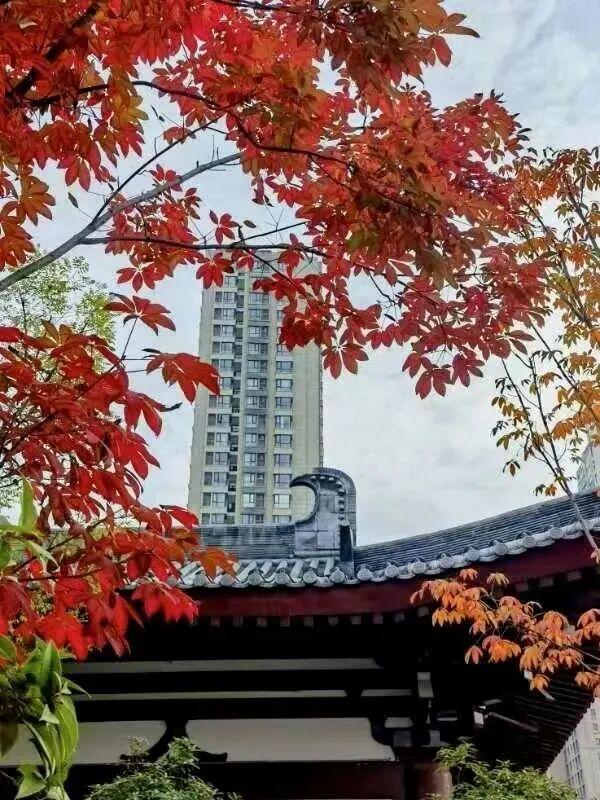 这儿的秋季浪漫藏不住了！错过再等一年...