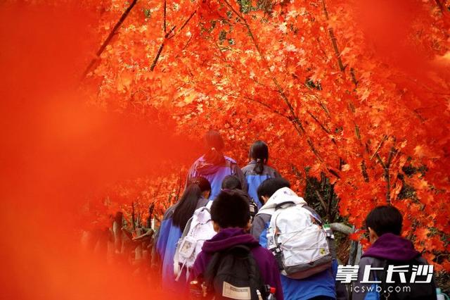 红枫长廊银杏隧道已搭好，石燕湖“拍照打卡天花板”等你来