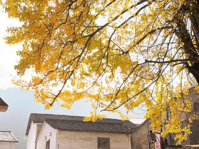 临安，一座被银杏腌入味的城市