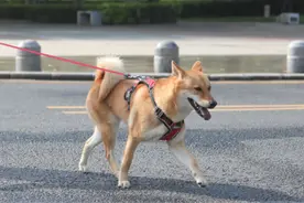 恶犬伤人纳入治安处罚，对不文明养犬来硬的图片