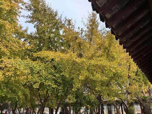 黄河入鲁第一县“听涛”记 | 万里同心，共护黄河