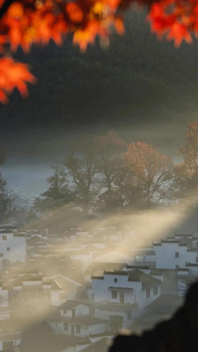 上饶绝美“枫景”加载完毕，前往石城锁定你的赏枫C位！