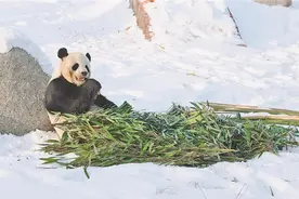 最北熊猫馆 等你来打卡图片
