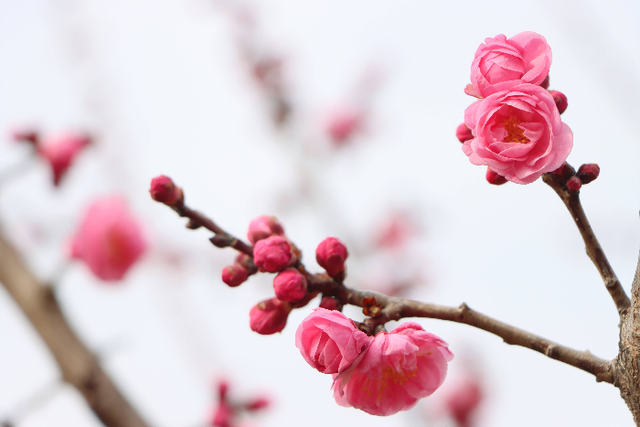 春归西董丨暗香浮动醉春光，梅花迎客踏春来