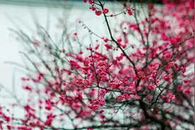 春光烂漫不思还！淄博2024花海预报来了图片