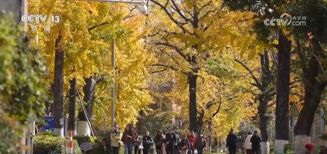 “限量版”秋冬美景成为旅游“金名片” 各地打造文旅市场新增长点