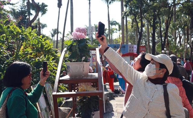 多图直击！第41届深圳东湖公园菊花花会开幕