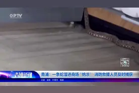 青浦：一条蛇溜进商场“纳凉” 消防救援人员及时捕获