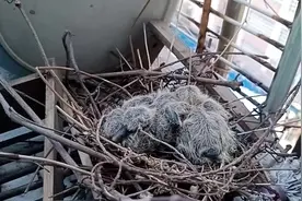 7楼窗外当“产房”，鸟爸鸟妈孵出两只鸟宝宝图片