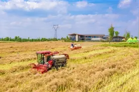 颗粒归仓 环城生态区小春季采收开始图片