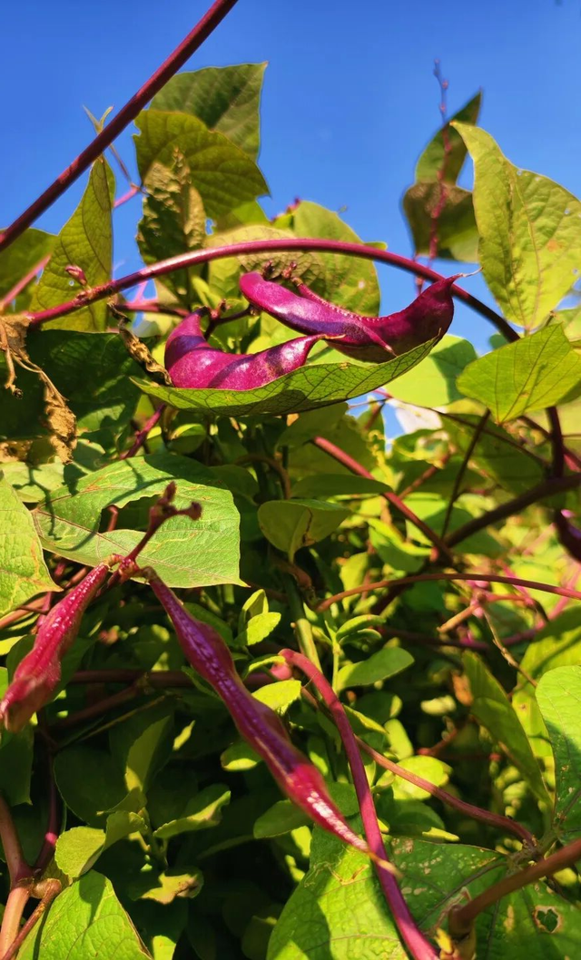 趁秋色浪漫，见一面吧