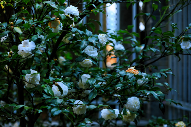 码住！肇庆这些秋冬花景即将上线，打卡别错过！