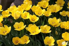 1000000株的绚烂 胶州“顶流”春花绽放图片