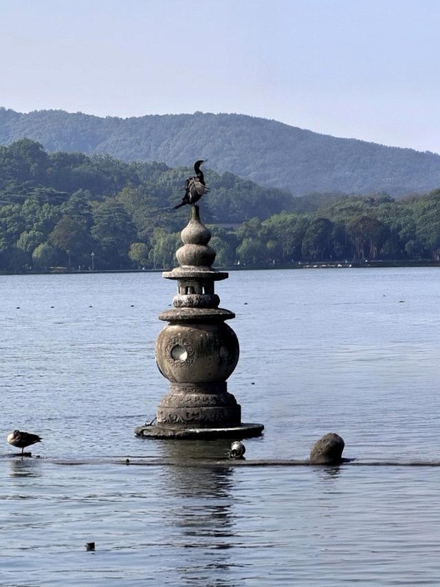 晚潮｜三潭石塔观鸬鸟