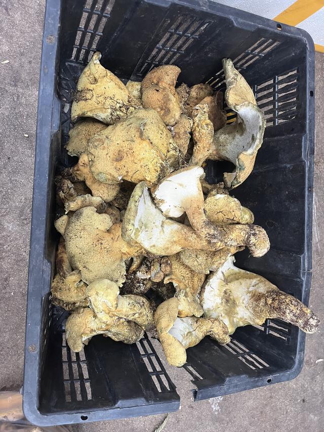 写点生活｜昆明避暑之菌菇篇
